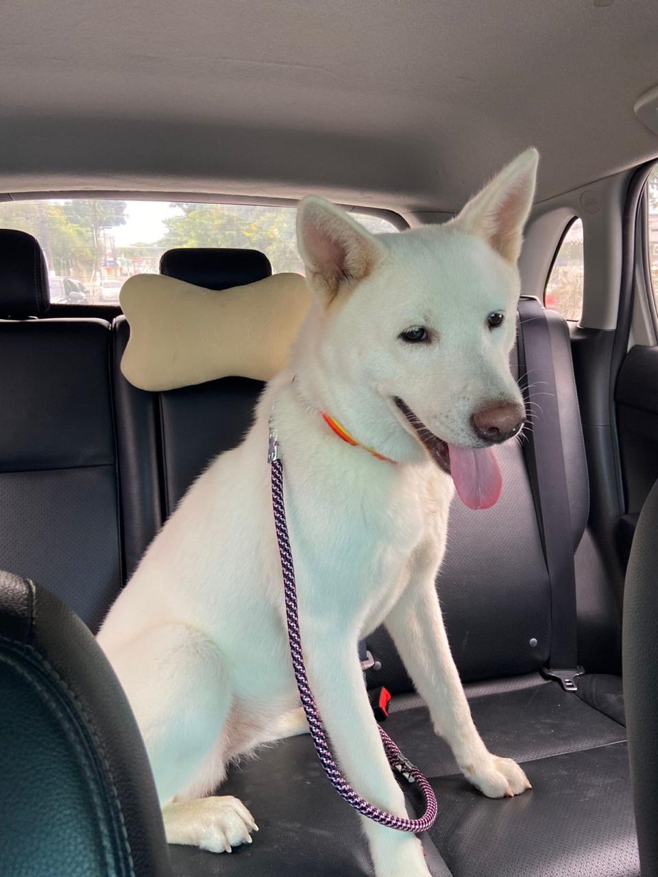 Foto original do pet