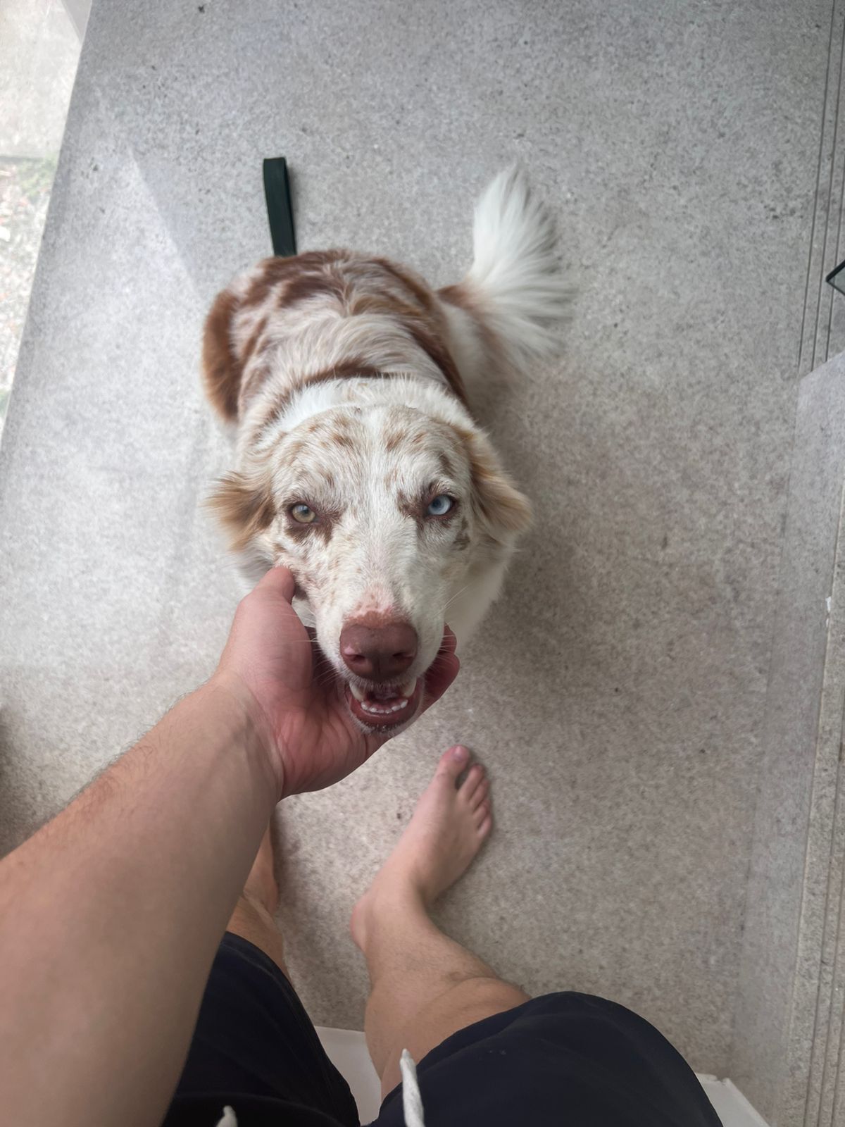 Foto original do pet